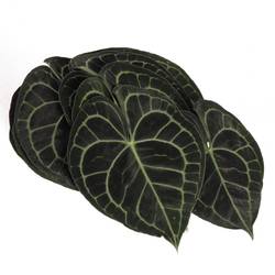 Clavinervum Blat X10