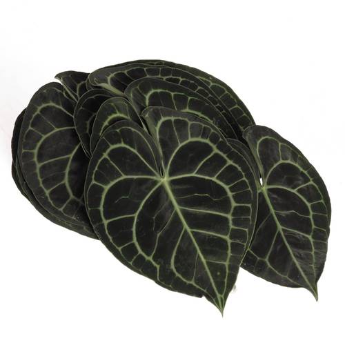 Clavinervum Blat X10