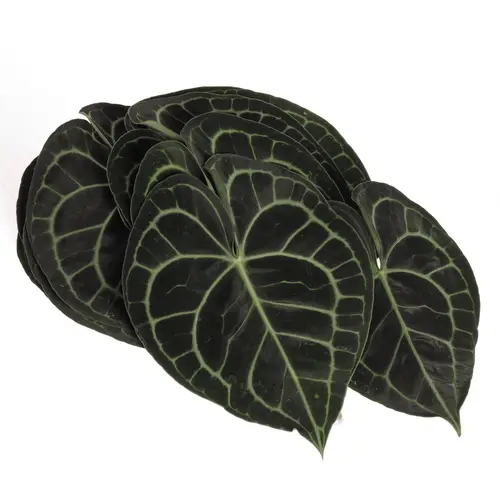 Clavinervum Blat X10