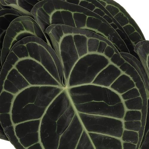Clavinervum Blat X10