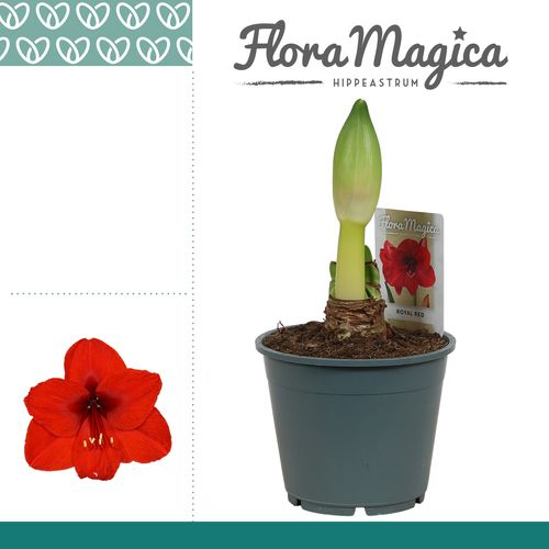 Amar.1er Royal rot T14 H30 114410RD
