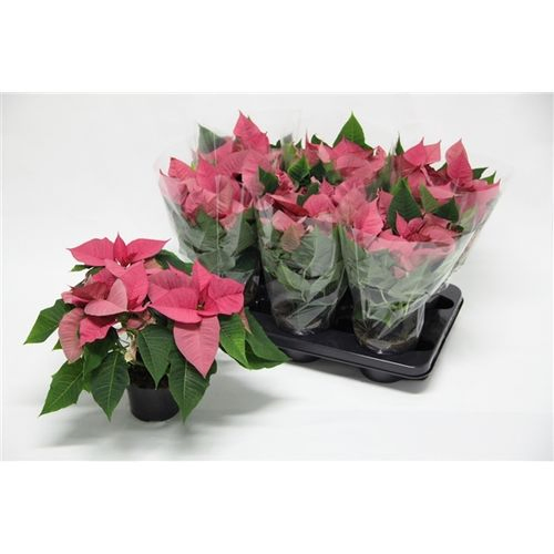 Poins.rosa Premium 5+ T13 H35