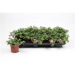 Bacopa rosa double T10,5 H015