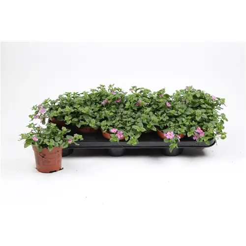 Bacopa rosa double T10,5 H015