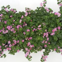 Bacopa rosa double T10,5 H015