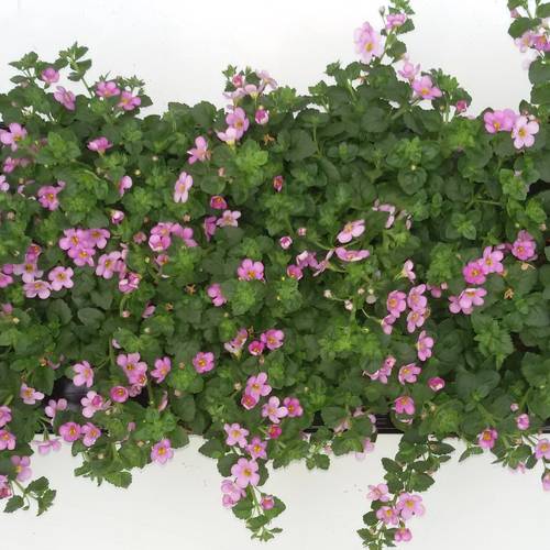 Bacopa rosa double T10,5 H015