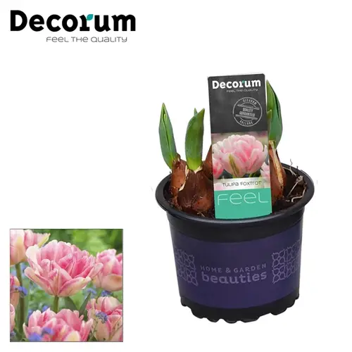 Tulpen Foxtrot T09 H15