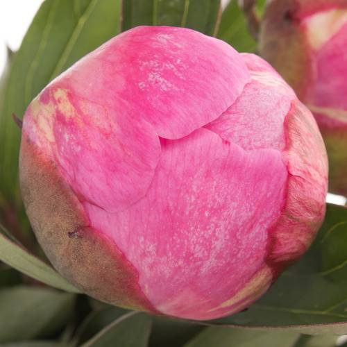 Pfingstrose pink gefüllt Fleming 40cm