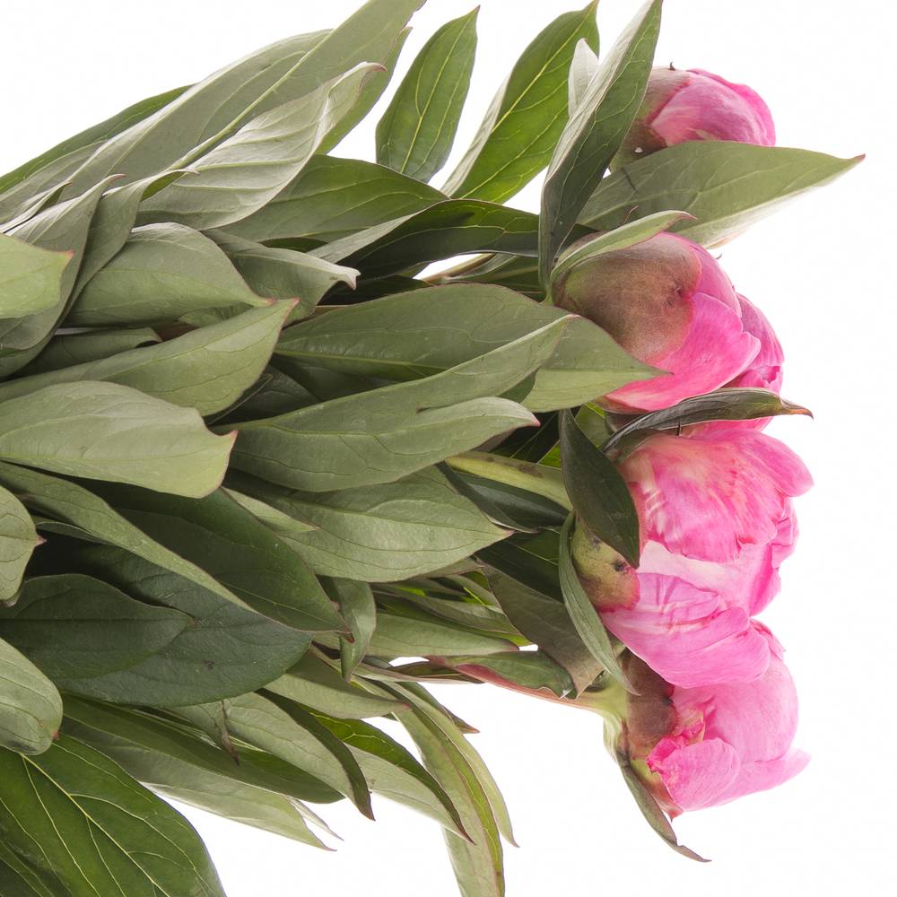 Pfingstrose pink gefüllt Fleming 40cm