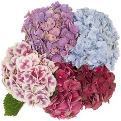 Hortensie mix in Bunt Bol 19cm 80cm