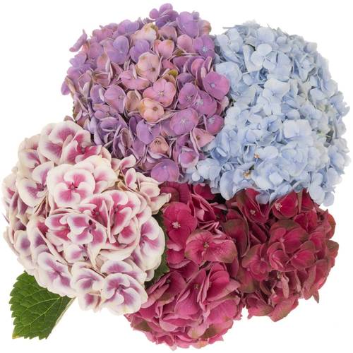 Hortensie mix in Bunt Bol 19cm 80cm