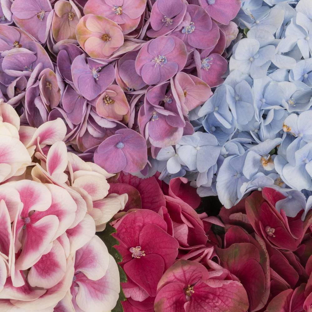 Hortensie mix in Bunt Bol 19cm 80cm