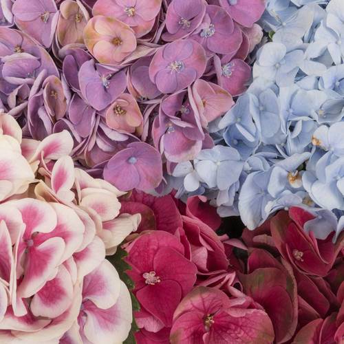 Hortensie mix in Bunt Bol 19cm 80cm