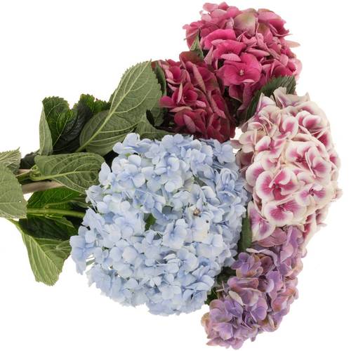 Hortensie mix in Bunt Bol 19cm 80cm
