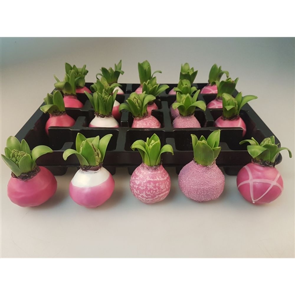 Hyac.Wachs mix pink H008