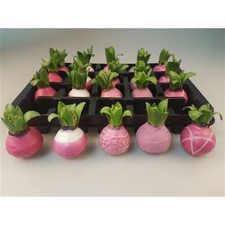 Hyac.Wachs mix pink H008
