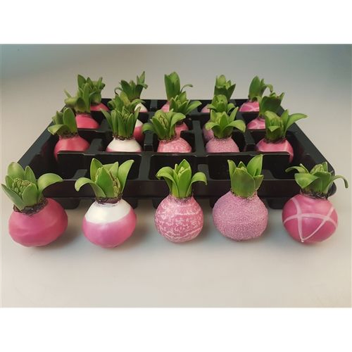 Hyac.Wachs mix pink H008