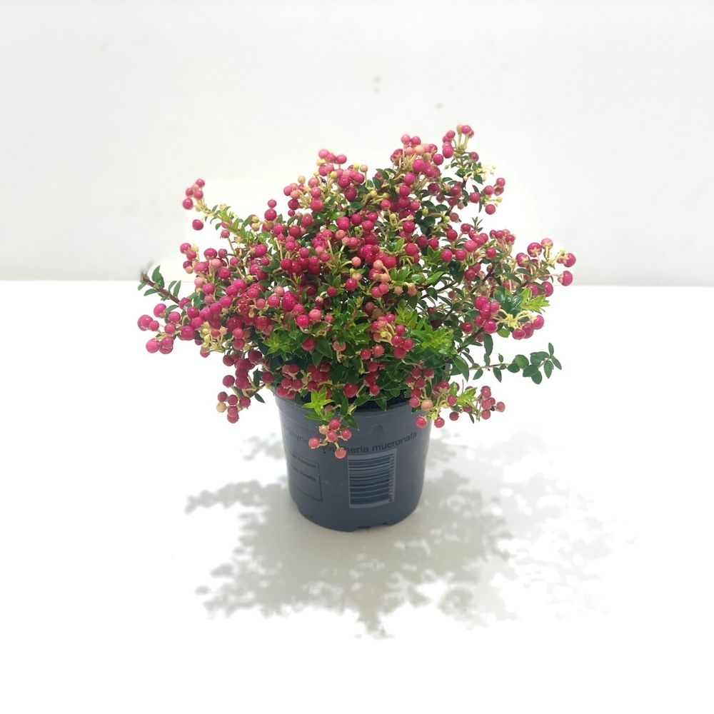 Pernettya rot T10,5 H15