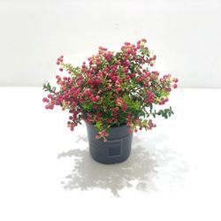 Pernettya rot T10,5 H15