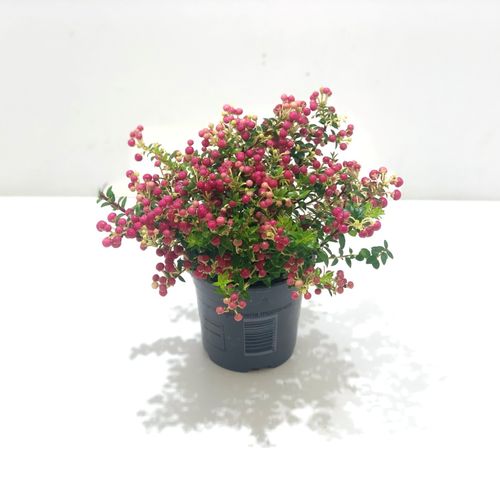 Pernettya rot T10,5 H15