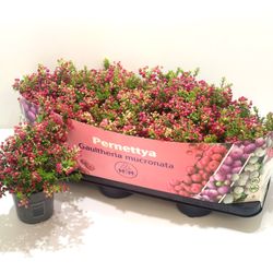 Pernettya rot T10,5 H15