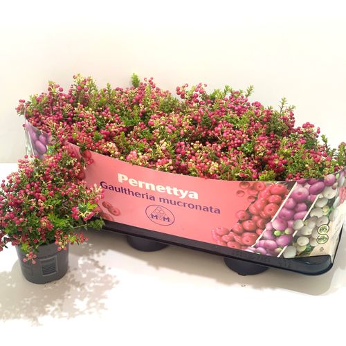 Pernettya rot T10,5 H15