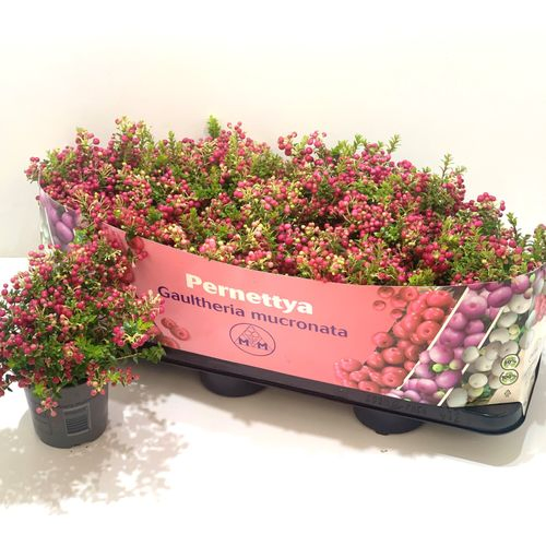 Pernettya rot T10,5 H15