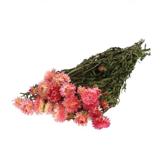 Trocken Helichrysum rosa L45cm 100gr