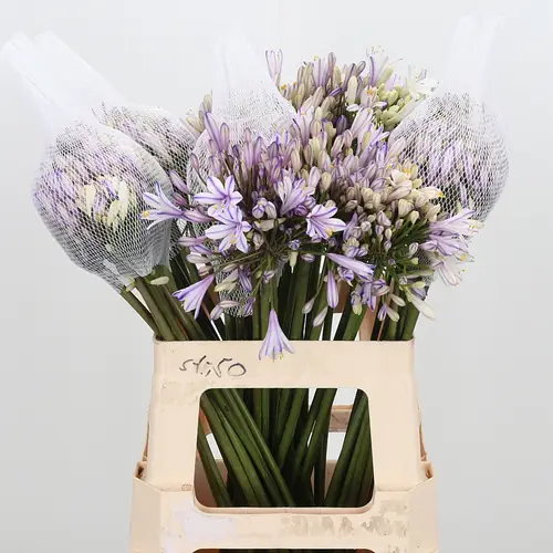 Agapanthus milka Gefärbt 60cm