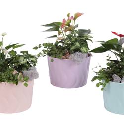 Anth.Arr mix YR617K0662-2 T17 H035