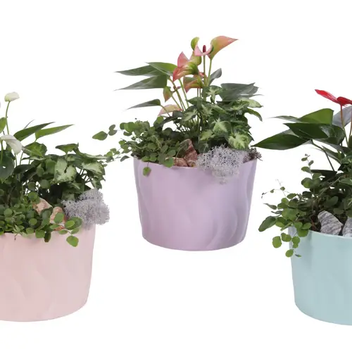 Anth.Arr mix YR617K0662-2 T17 H035