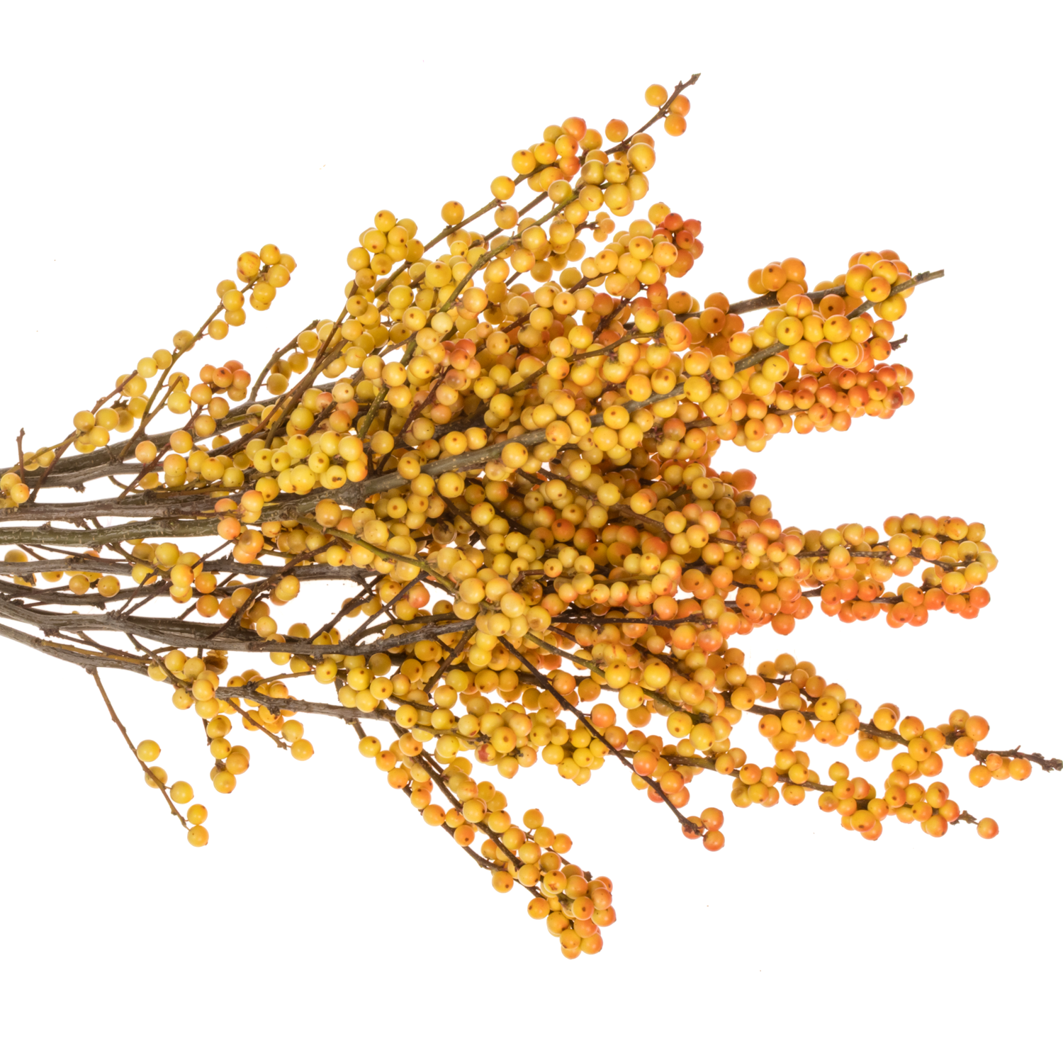 Ilex orange victoria 50cm