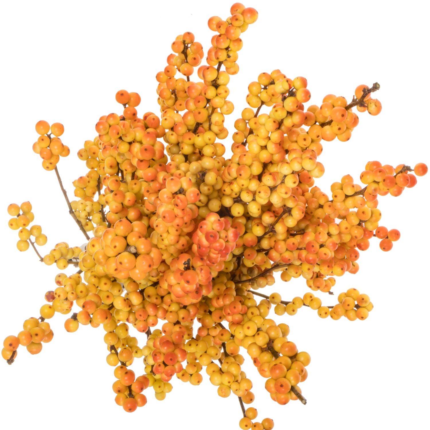 Ilex orange victoria 50cm