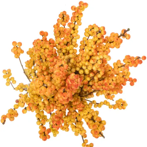 Ilex orange victoria 50cm