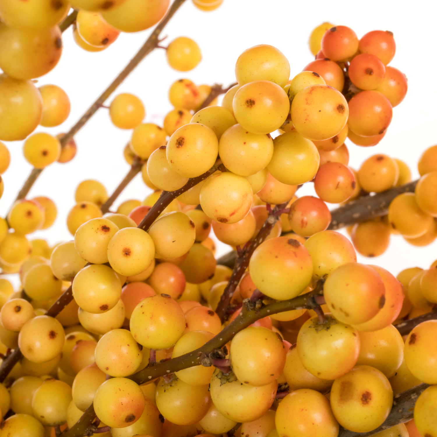 Ilex orange victoria 50cm