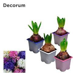 Hyazinthe 1er mix T07 H012