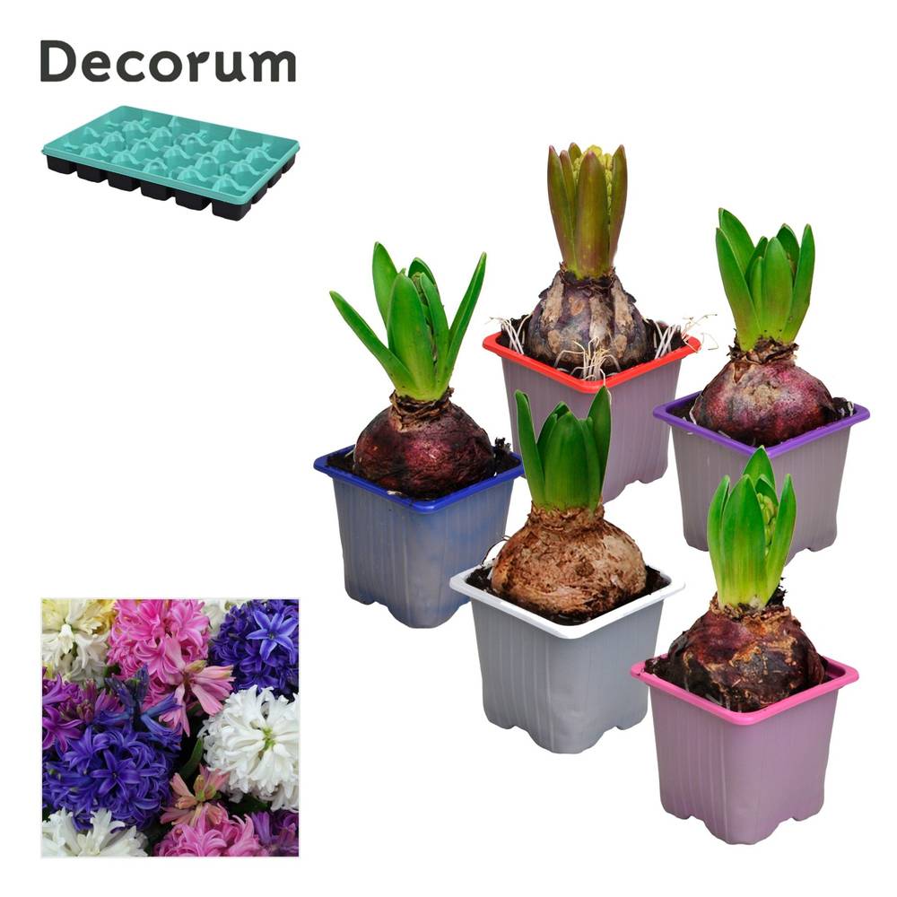 Hyazinthe 1er mix T07 H012