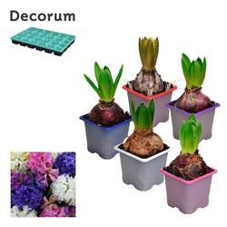 Hyazinthe 1er mix T07 H012