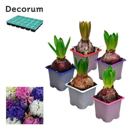 Hyazinthe 1er mix T07 H012