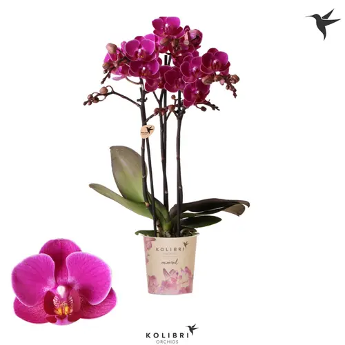 Phal.3-R lila Merida T09 H040