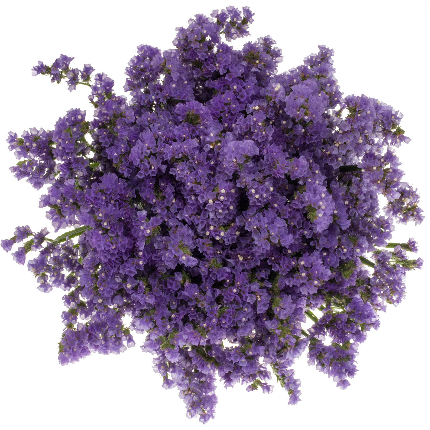 Statice violett Girlie Wings 80 Gramm 70cm