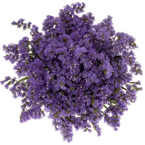 Statice violett Girlie Wings 80 Gramm 70cm