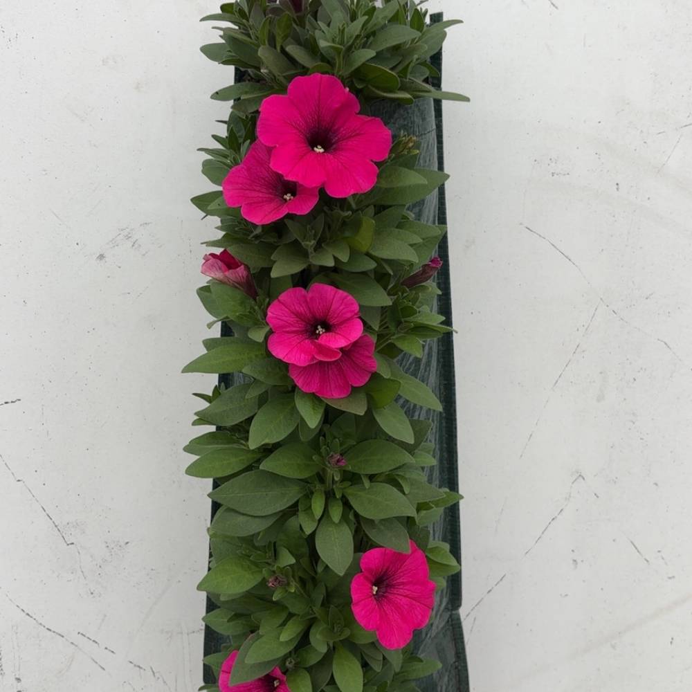 Ptunia fuchsia Wandhänger H045