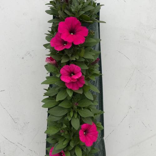 Ptunia fuchsia Wandhänger H045