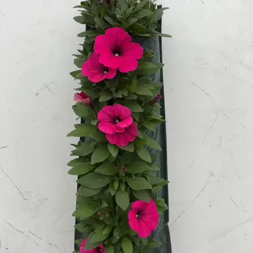 Ptunia fuchsia Wandhänger H045