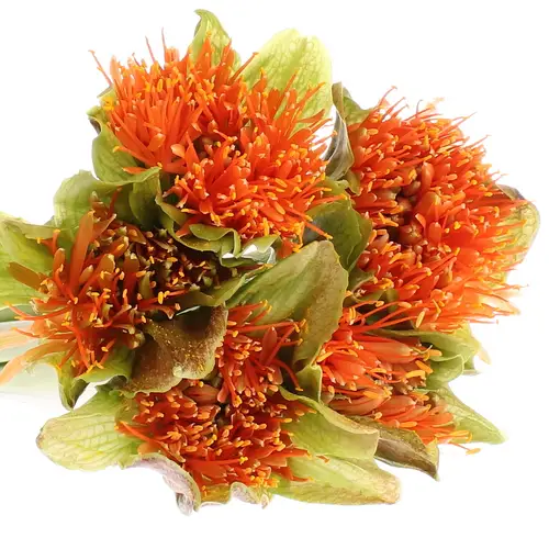 Heamanthus orange 60cm