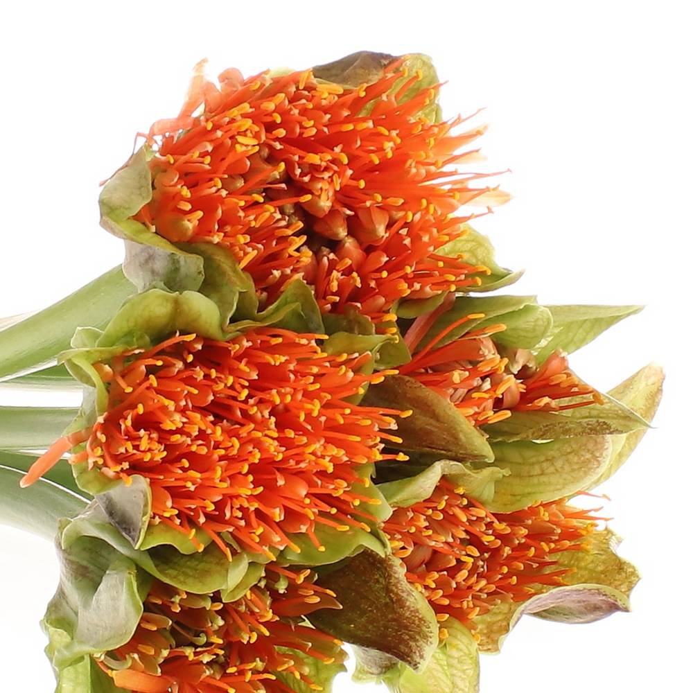 Heamanthus orange 60cm