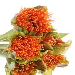 Heamanthus orange 60cm