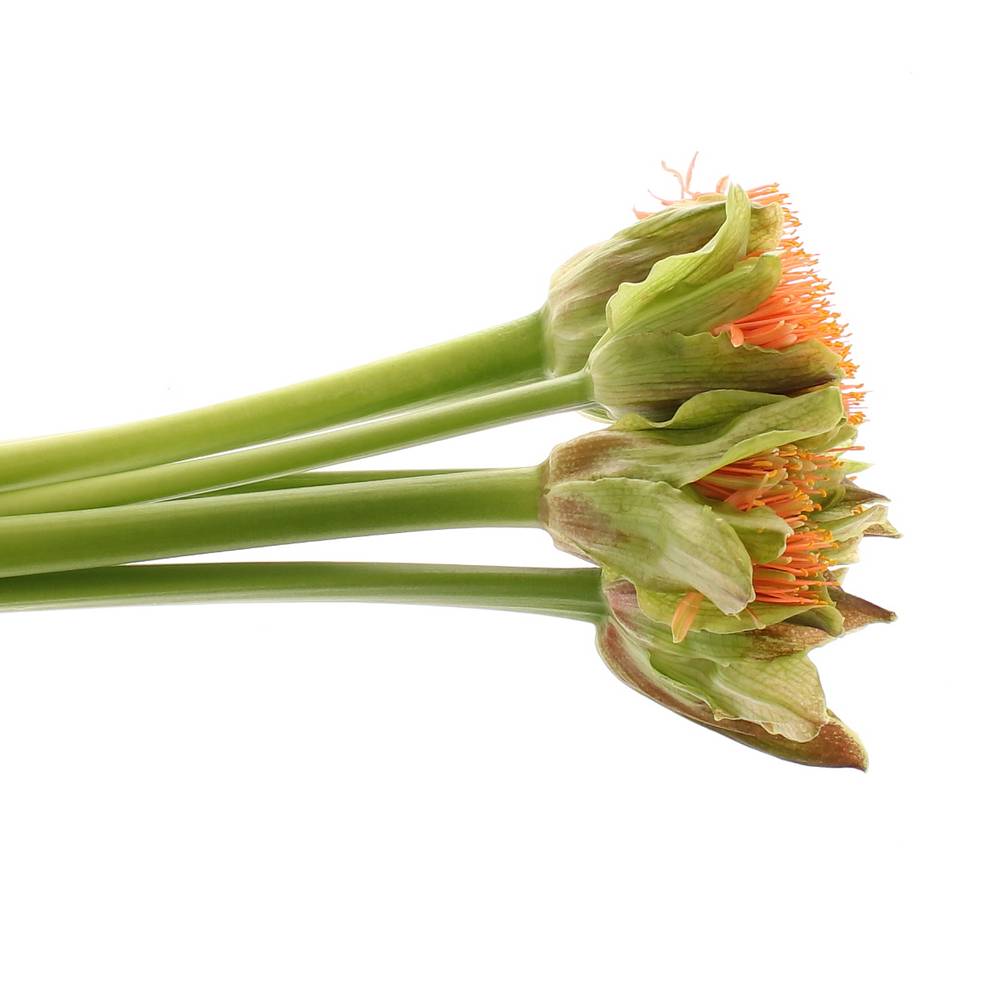 Heamanthus orange 60cm