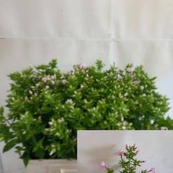 Phlox hell rosa Pink Tender 65cm